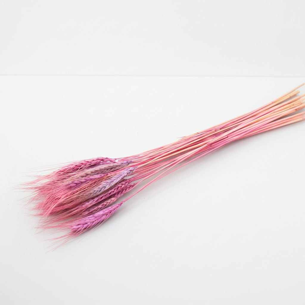 Sušená Pšenice vousatá – fialová